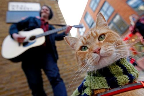 cat busker